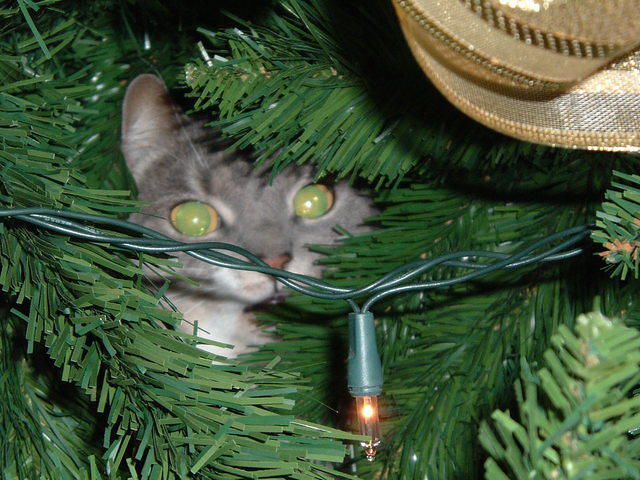 2004_0113_204236.JPG