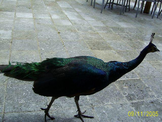 Iberostar peacock