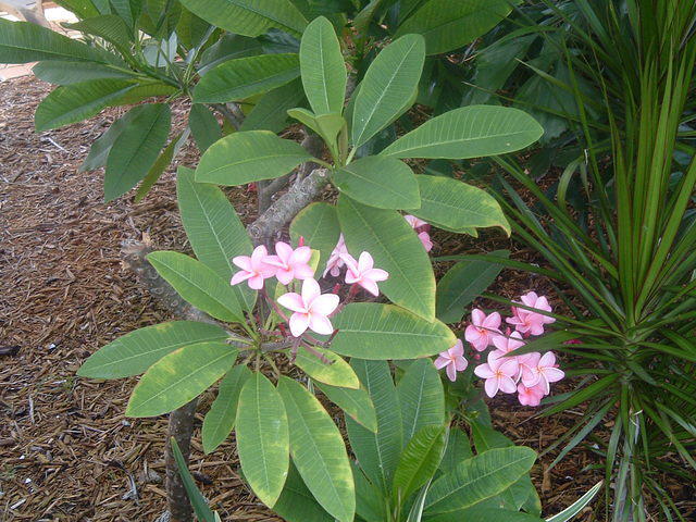 2010_0716Image0045.JPG
