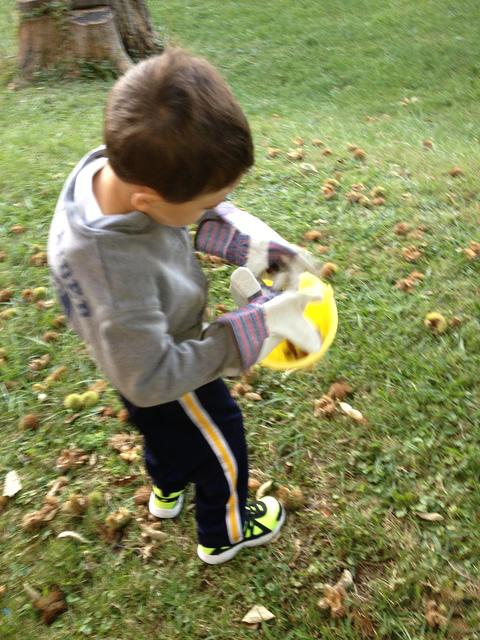 Picking Chestnuts at Donna Zahn's