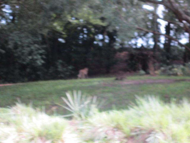 IMG 0856