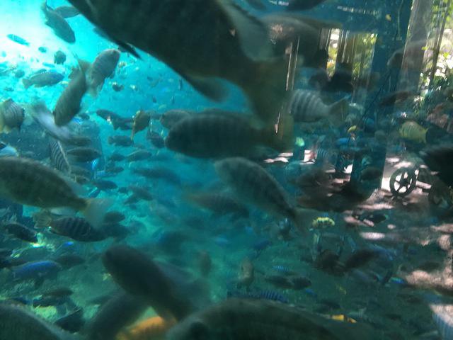 IMG 0938