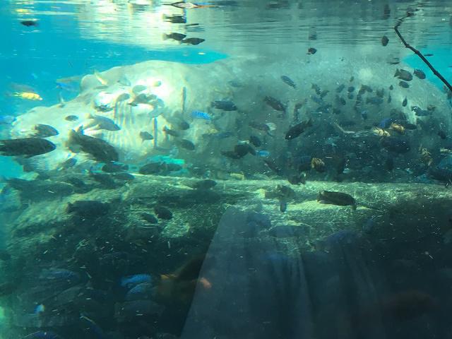 IMG 0940
