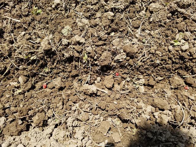 Corn spaced 6 to 8 inches apart.