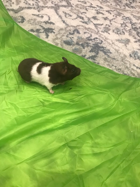 img 3774