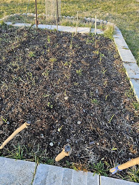 Garlic Sprouting Early