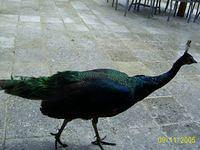 Iberostar peacock