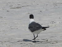 IMG_1809.JPG