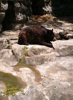 AmericanBlackBearAtPittsburghZoo_02_05152010