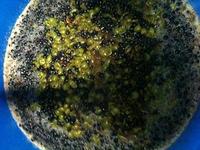 Grapes starting the initial fermentation process.
