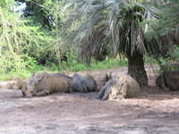 IMG 0855