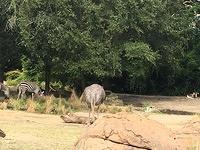 IMG 0929
