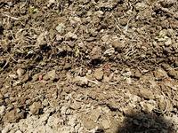 Corn spaced 6 to 8 inches apart.