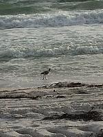 IMG 4239