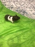 img 3774