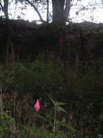 2009_0722Image0065.JPG
